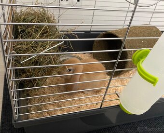 Zakrslý králíček