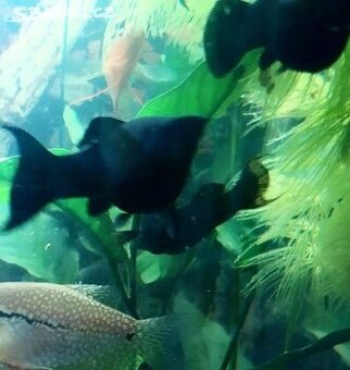 Black Molla Prachaticko