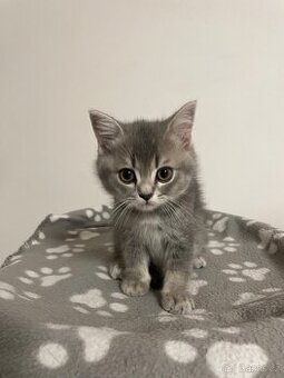 koťátko bez PP (kocourek tmavý)