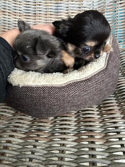 Čivava - modrý a černý kluk - 1