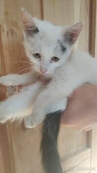 Daruju bílé koťátko