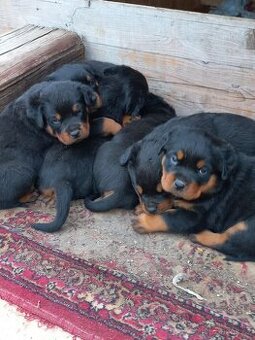 Nabízím rotvajler štěňátka