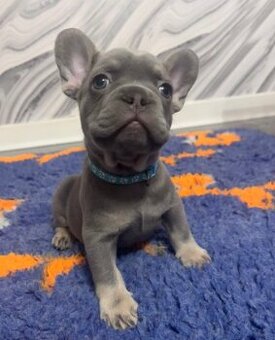 Francouzský buldoček