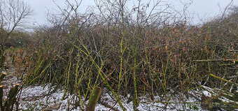 Větve / klestí na štěpku / mulč