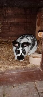 Prodám samici nar.8/ 2024