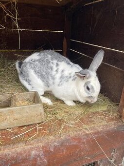 Samice králíka domácího