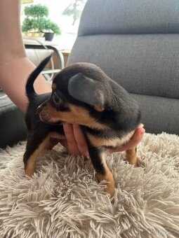 Jack russel teriér - 1