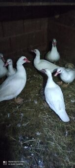 Prodám loňské kachny pižmové