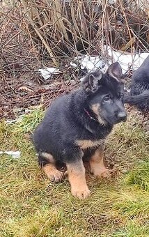 Německý ovčák - štěňata s PP