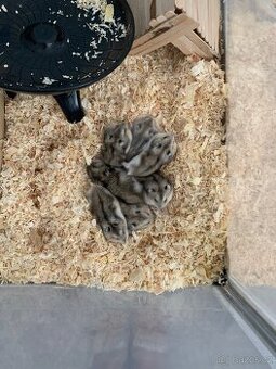 Křeček džungarský