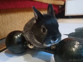 Zakrslý bílopesíkatý černý sameček