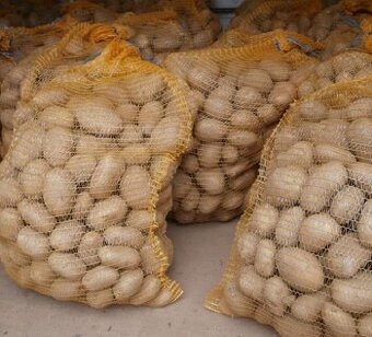 brambory konzumní, brambory sadbové