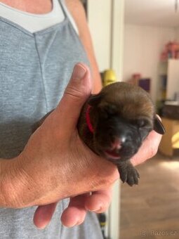 Štěňata křížence