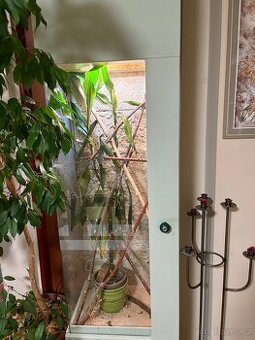 Terárium pro chameleona