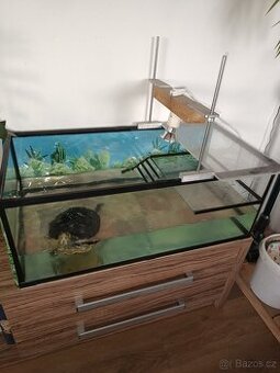 Želva nádherná a terárium