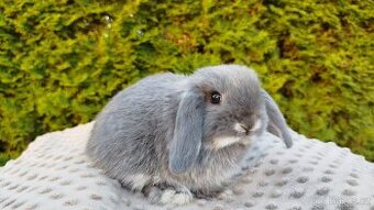 Zakrslý beránek, králíček, králík - OLIVER