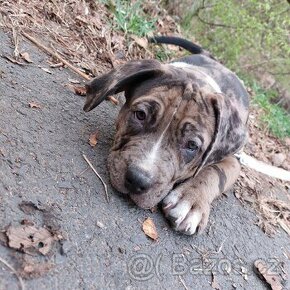 American bully xl