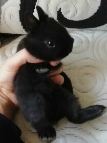 Mini zakrsly králícek vhodný pro hop