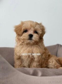 Maltipoo F1 caramel 3 měsíce 1500€‼️ Momi