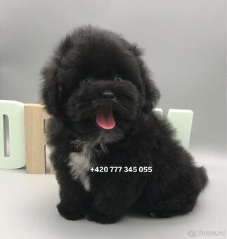 Maltipoo Black, fenka 1000€