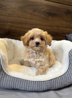 Maltipoo F1 fenka Kamila