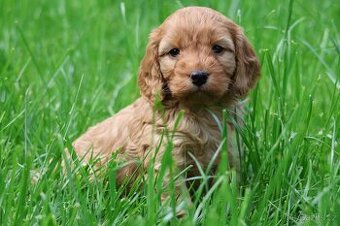 Cockapoo - 1