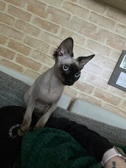 Sphynx