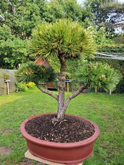 Bonsai,bonsaj Borovice