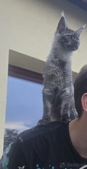 Mainská mývalí s průkazem původu