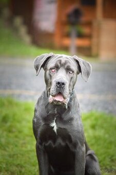 Gino - x cane Corso - praštěný puberťák, necelý rok