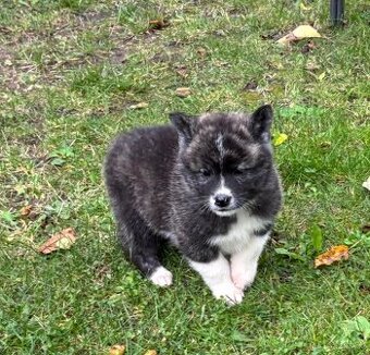 Akita inu