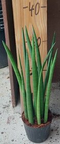 Tchýniny jazyky - Sansevieria