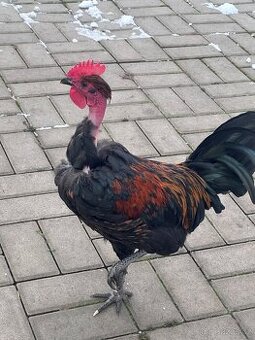 Holokrčky - kohouti