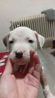 Americký stafordšírský teriér bez pp