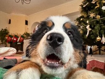 Bernský salašnícky pes - šteniatka s FCI PP