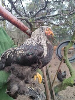 Brahmánka velká kohout