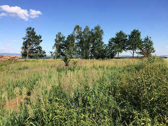 Pronájem pozemku (zahrady, louky) u Dolan, Jaroměř