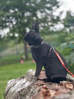 Zakrslý králík - Valkýra