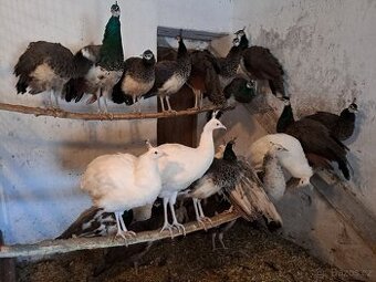 Páv korunkatý - odchov 2025