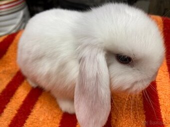 Zakrslý beránek minilop - nádherná miminka akorát k odběru