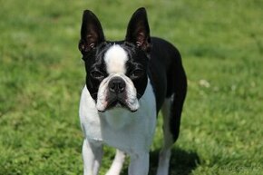 Bostonský terier, krytí