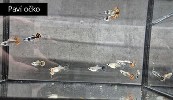 Paví očka, pancéřníčci, ancistrusi