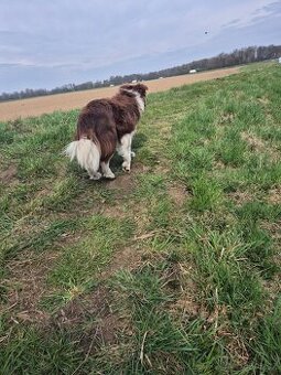 Nabídka krytí: Hnědobílý krasavec Border kolie – skvělá pova