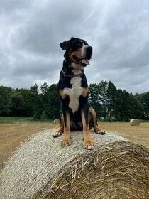 Velký švýcarský salašnický pes s PP, neuchovněn