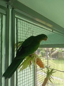 Papoušek královský - 1