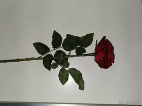 Růže jako živá - 1