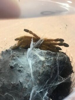 O.1 P.murinus 3.5cm v telě