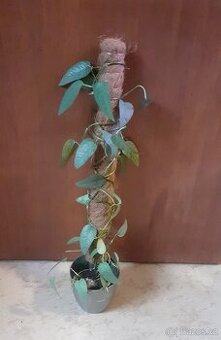 Epipremnum cebu blue - 1
