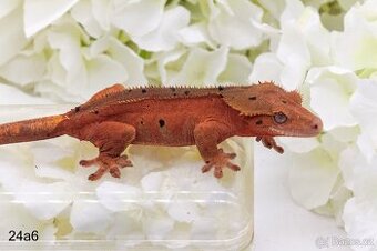 Pagekon řasnatý Rhacodactylus ciliatus Correlophus ciliatus