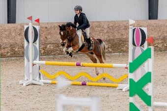 sportovní pony A - drezura + parkur